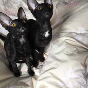 Meet your Posher, Elaine